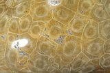Polished Fossil Coral (Actinocyathus) - Morocco #90254-1